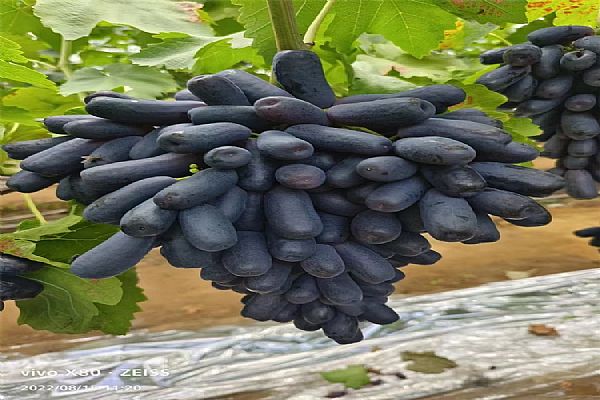 果樹,樹苗,低溫,技術 果樹,樹苗,低溫,技術